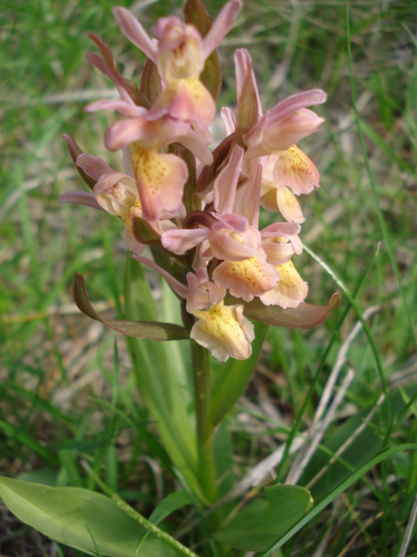 Dactylorhiza sambucina